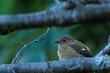 Daurian Redstart 大和民族公園(奈良県) Fri, 10/28/2022