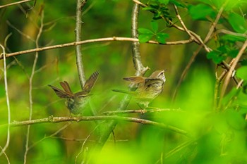 ウグイス 馬見丘陵公園 2022年4月28日(木)