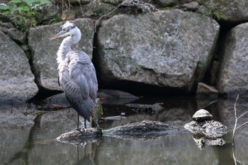 アオサギ 明石公園 2022年10月16日(日)