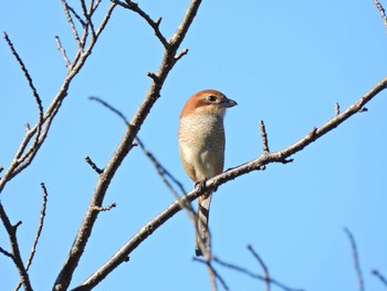 モズ 鶴舞公園(名古屋) 2022年11月21日(月)