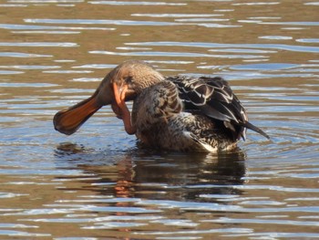 Northern Shoveler 境川遊水地公園 Sat, 11/19/2022