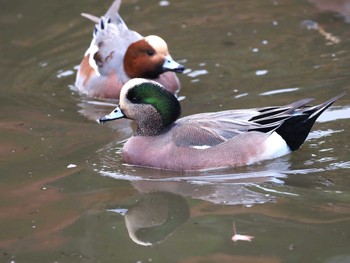 2022年11月20日(日) 鶴岡八幡宮の野鳥観察記録