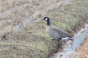 シジュウカラガン 場所が不明 2018年2月28日(水)