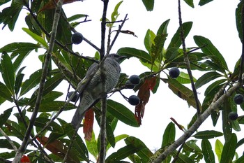 ヨコジマカッコウサンショウクイ Chambers Wildlife Rainforest Lodges 周辺 2022年10月6日(木)