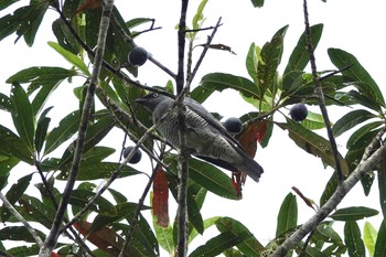 Barred Cuckooshrike Chambers Wildlife Rainforest Lodges 周辺 Thu, 10/6/2022