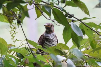 2022年10月16日(日) 埼玉県の野鳥観察記録