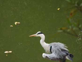 2022年11月20日(日) 外堀の野鳥観察記録