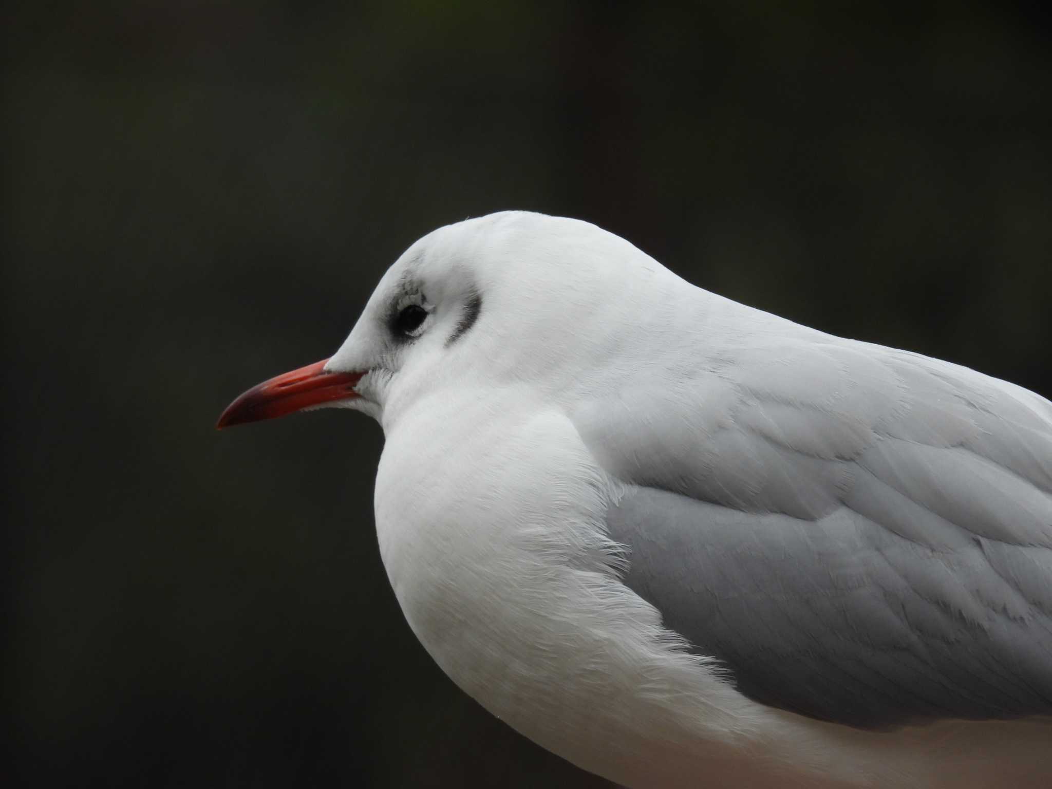 ユリカモメ