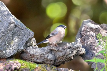 Eurasian Bullfinch Okuniwaso(Mt. Fuji) Fri, 7/29/2022