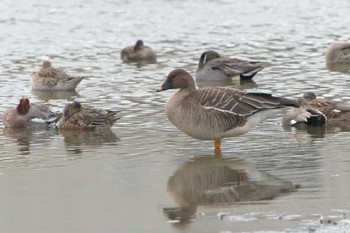 Sun, 11/20/2022 Birding report at 明石市