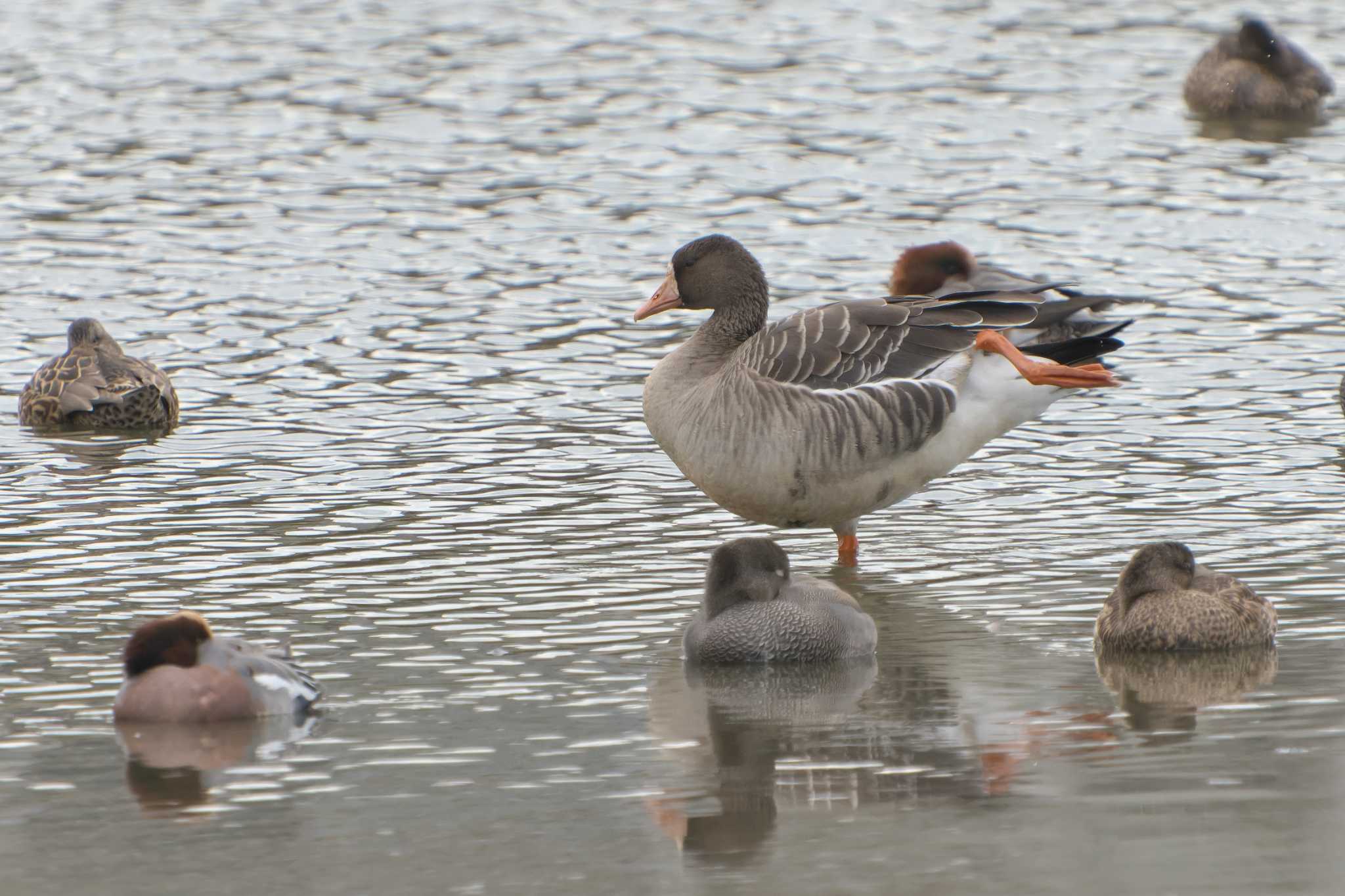 Greater White-fronted Goose