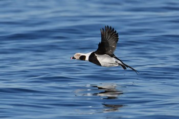 Long-tailed Duck 落石ネイチャークルーズ Mon, 12/20/2021