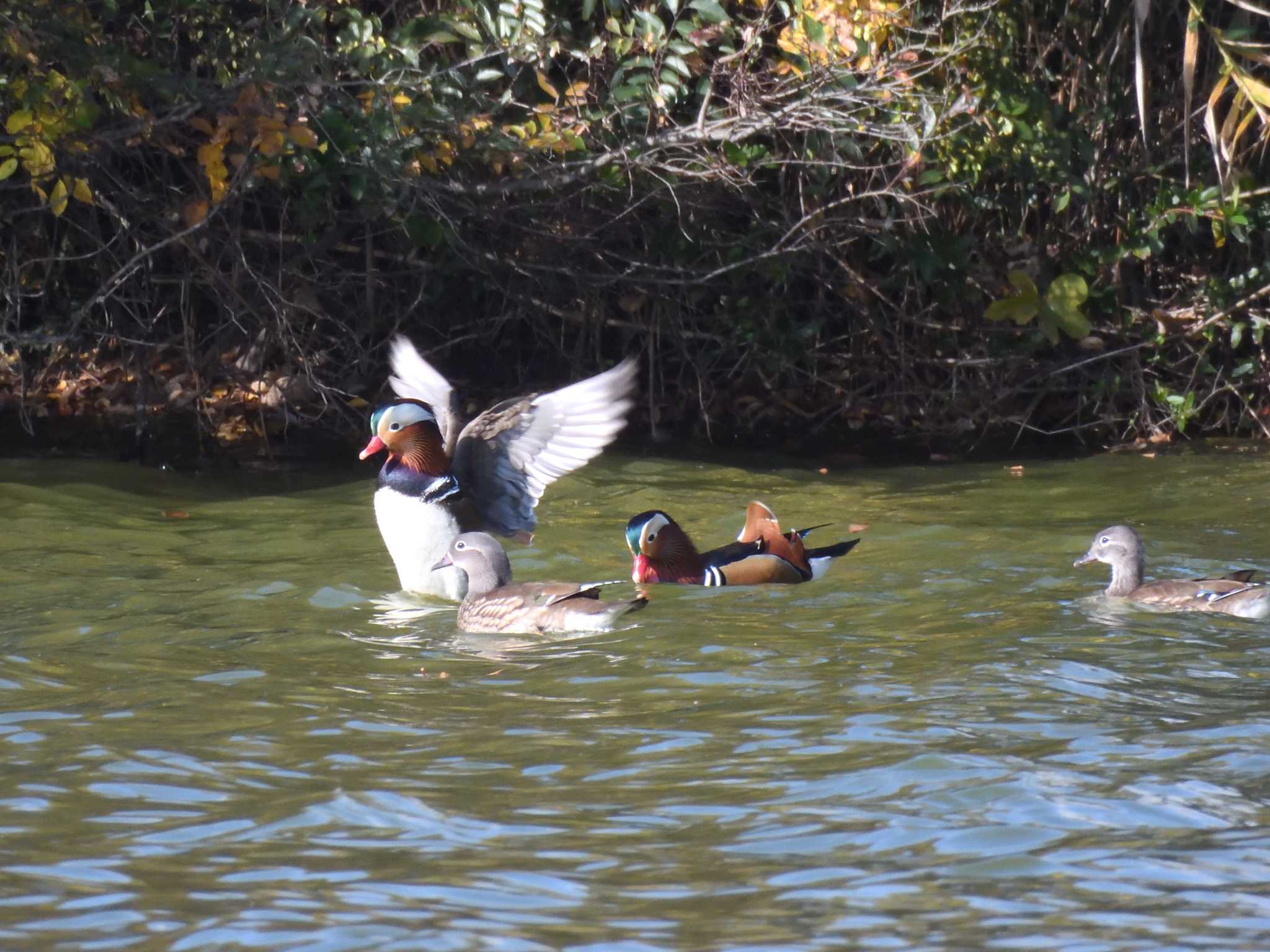 Mandarin Duck