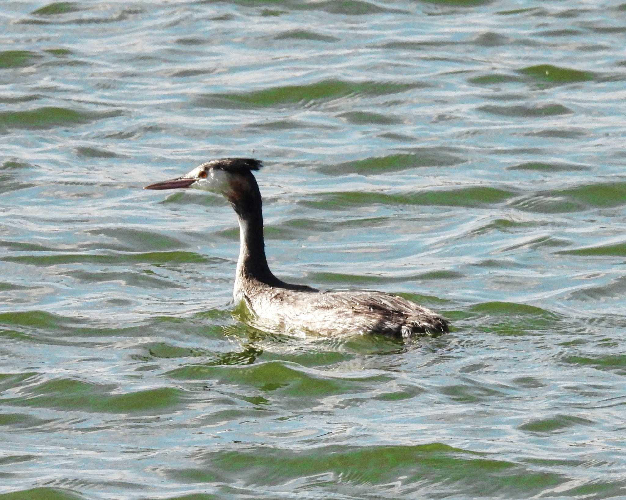 Great Crested Grebe