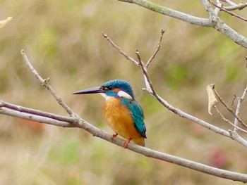 Common Kingfisher 小畔水鳥の郷公園 Sun, 11/20/2022