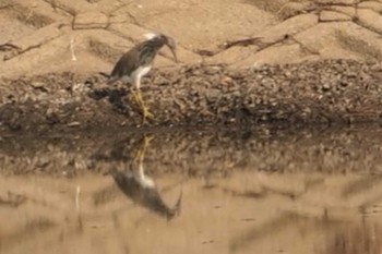 Chinese Pond Heron 江井ヶ島 Fri, 11/11/2022