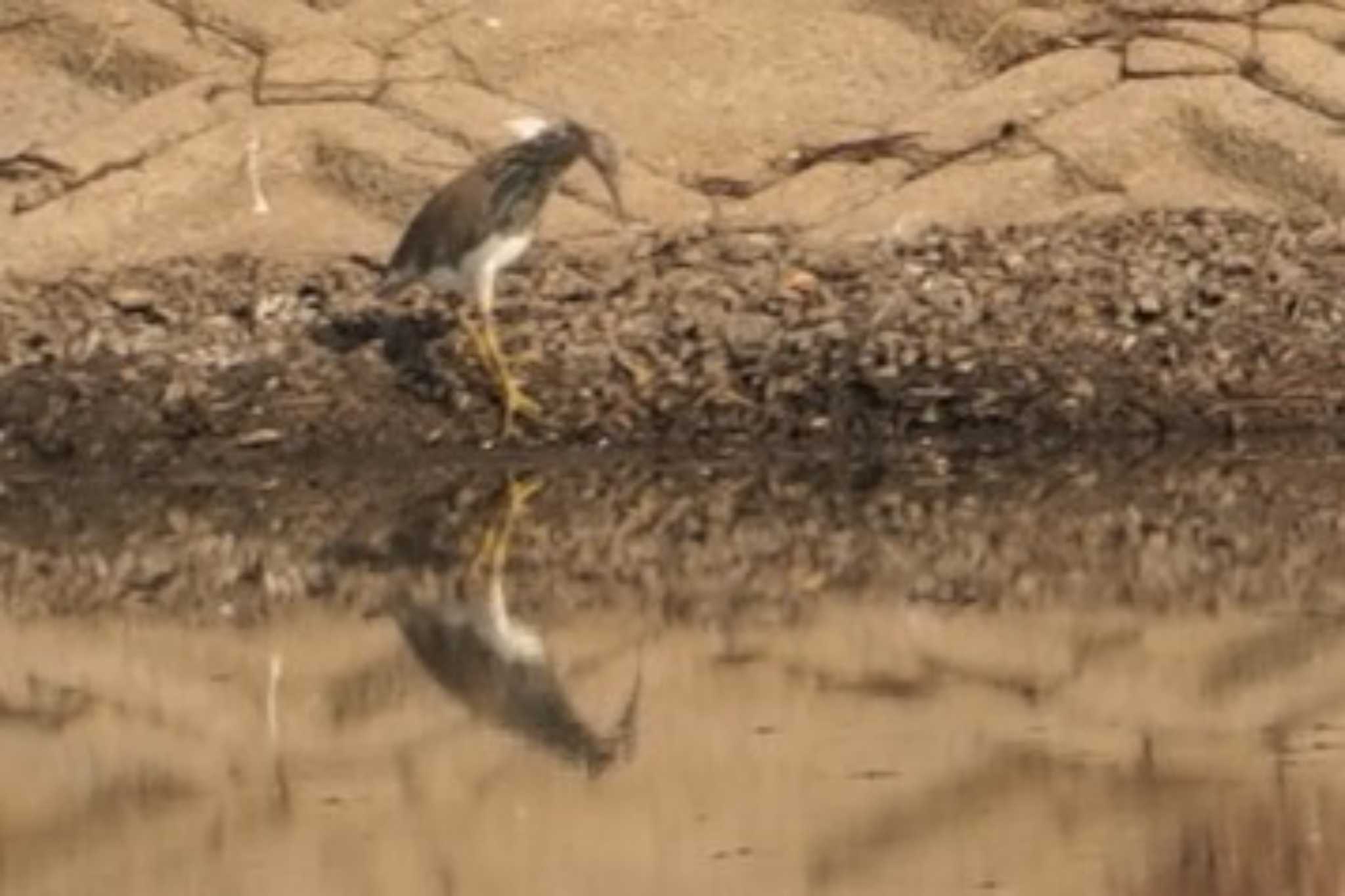 Photo of Chinese Pond Heron at 江井ヶ島 by マル