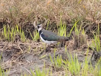 タゲリ 米子水鳥公園 2022年11月13日(日)