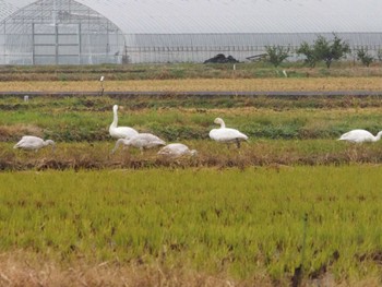 コハクチョウ 米子水鳥公園 2022年11月13日(日)