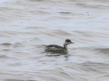 ハジロカイツブリ 湖山池(鳥取市) 2022年11月14日(月)