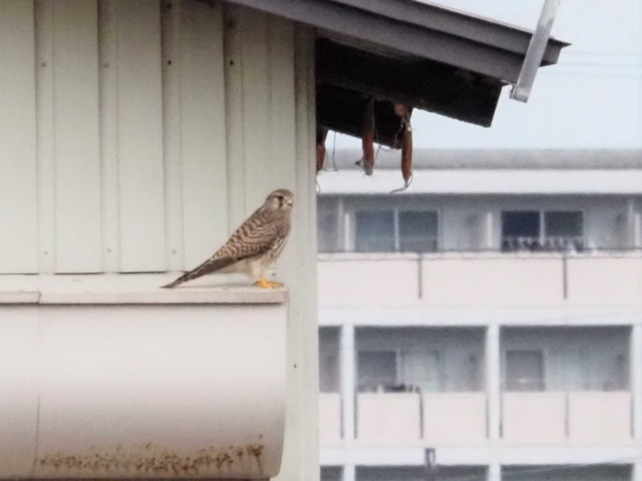 湖山池(鳥取市) チョウゲンボウの写真 by マル