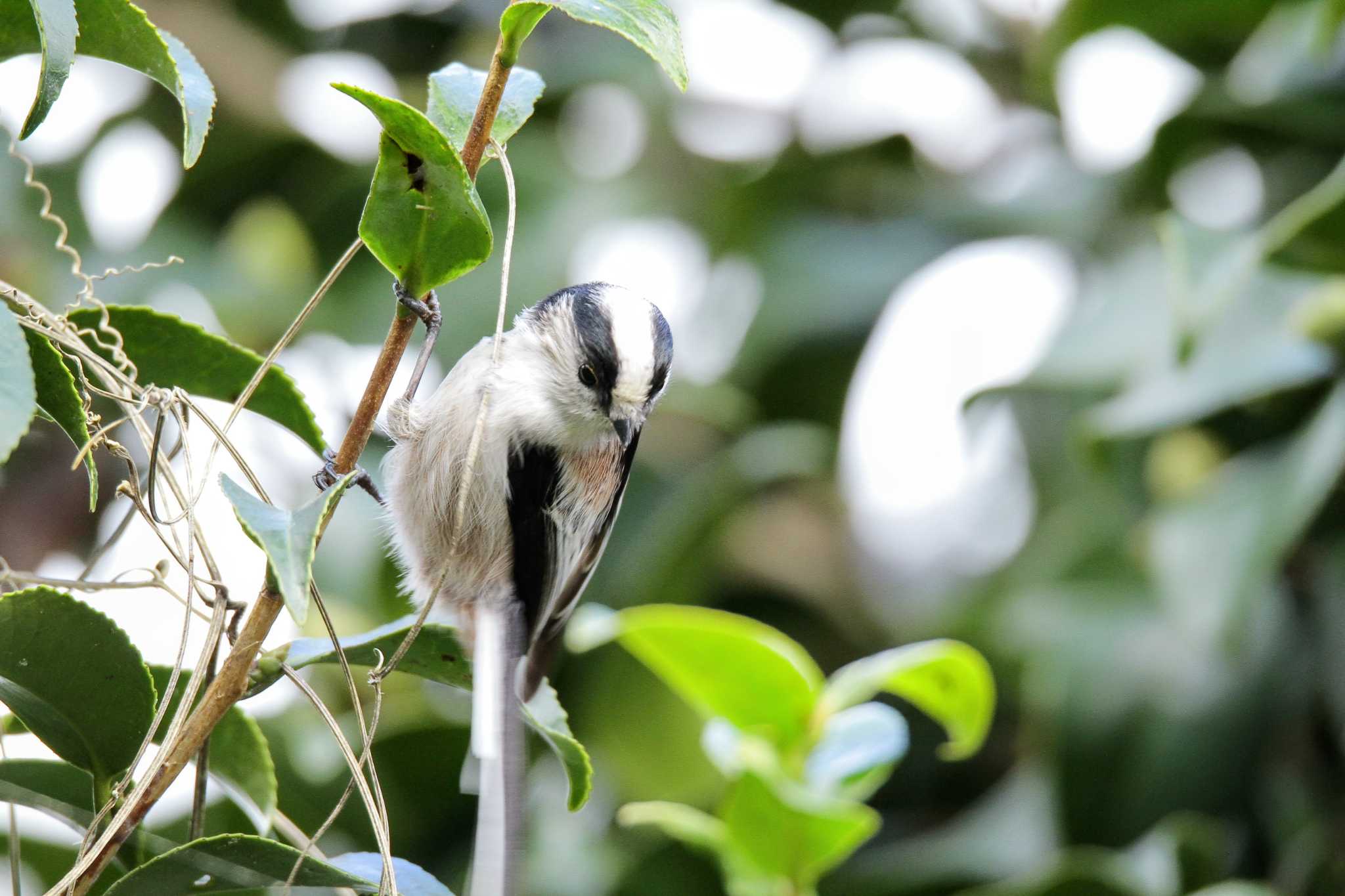 Photo of Long-tailed Tit at  by KK