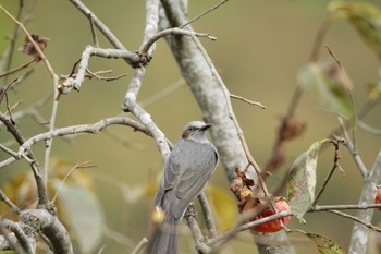 Brown-eared Bulbul Unknown Spots Sat, 11/5/2022