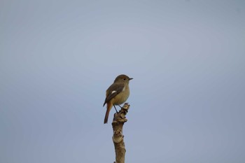 Daurian Redstart Unknown Spots Sat, 11/5/2022