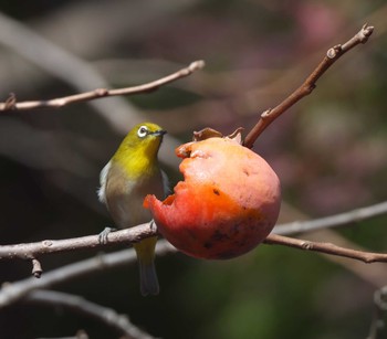 Warbling White-eye 東京都多摩地域 Fri, 11/18/2022