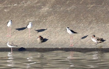 2022年11月21日(月) 土留木川河口(東海市)の野鳥観察記録