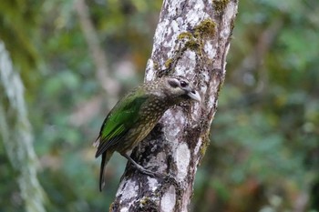 マダラネコドリ Chambers Wildlife Rainforest Lodges 周辺 2022年10月7日(金)