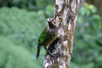 マダラネコドリ Chambers Wildlife Rainforest Lodges 周辺 2022年10月7日(金)