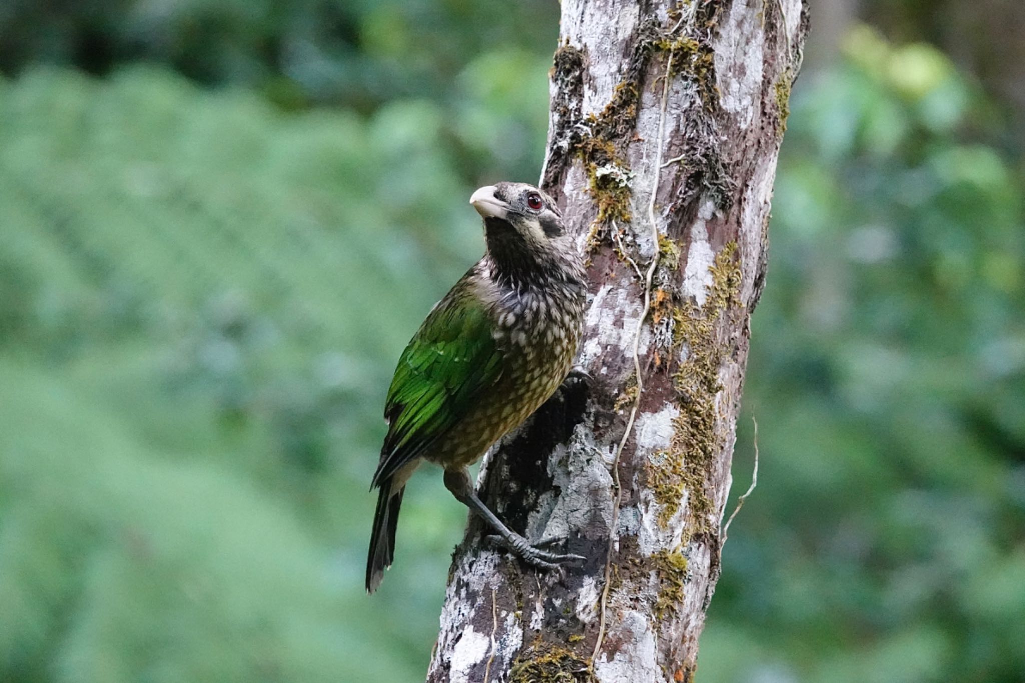 Spotted Catbird