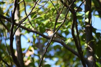 Brambling 久宝寺緑地公園 Sat, 11/19/2022