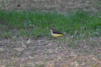 Grey Wagtail 久宝寺緑地公園 Sun, 10/30/2022