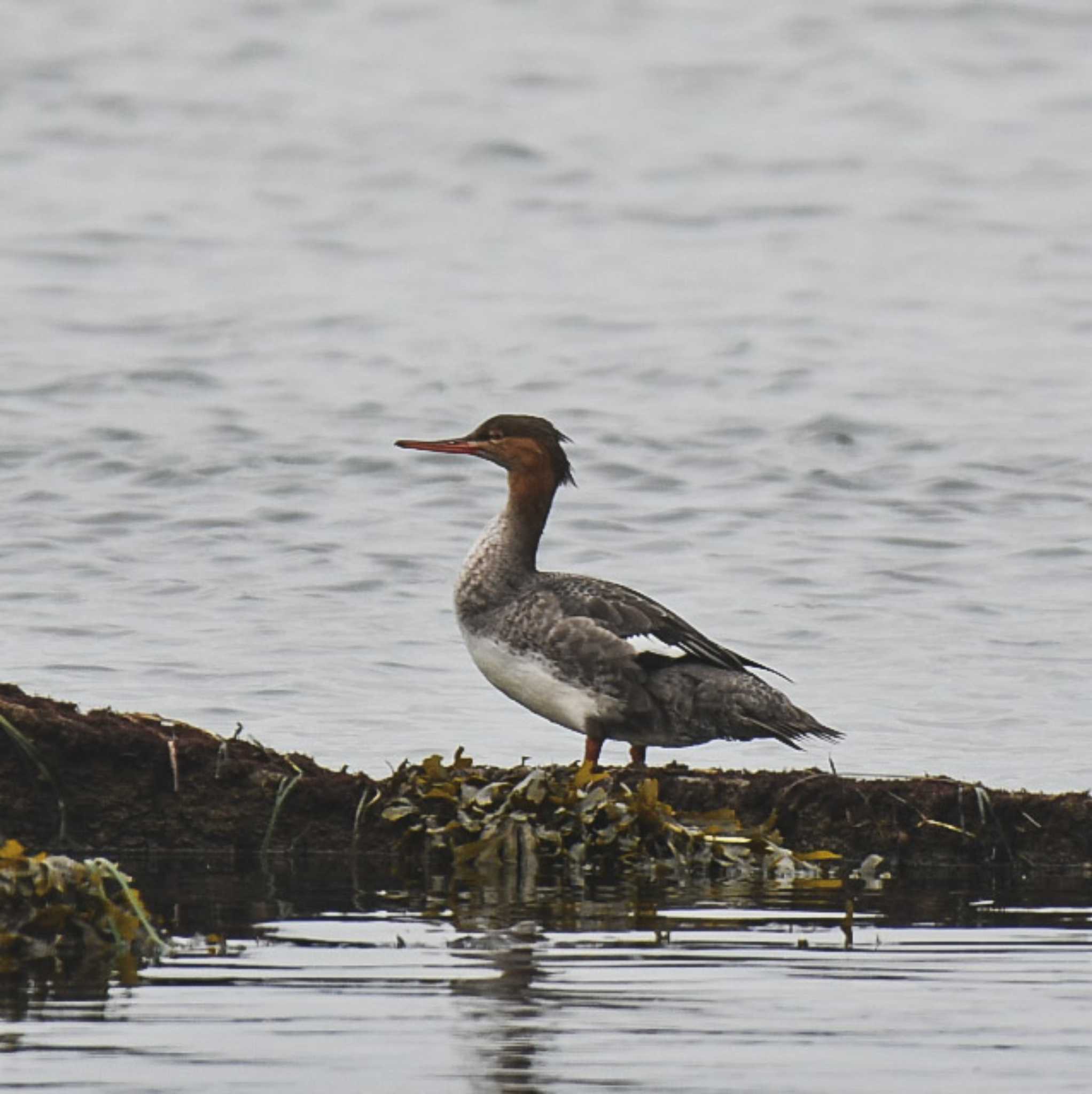 Red-breasted Merganser