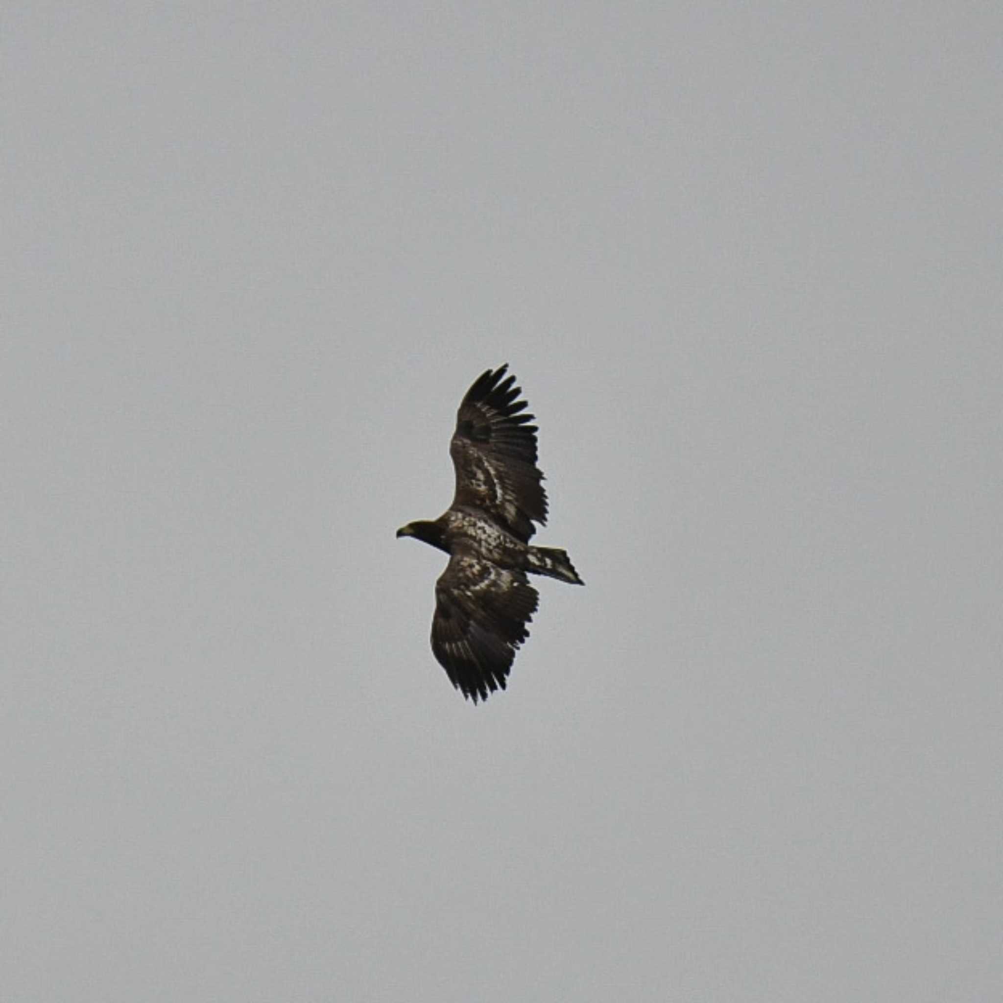 White-tailed Eagle