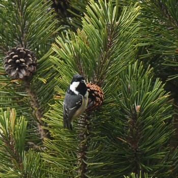 シジュウカラ 春国岱原生野鳥公園(根室) 2022年11月21日(月)