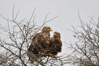 オジロワシ 春国岱原生野鳥公園(根室) 2022年11月21日(月)