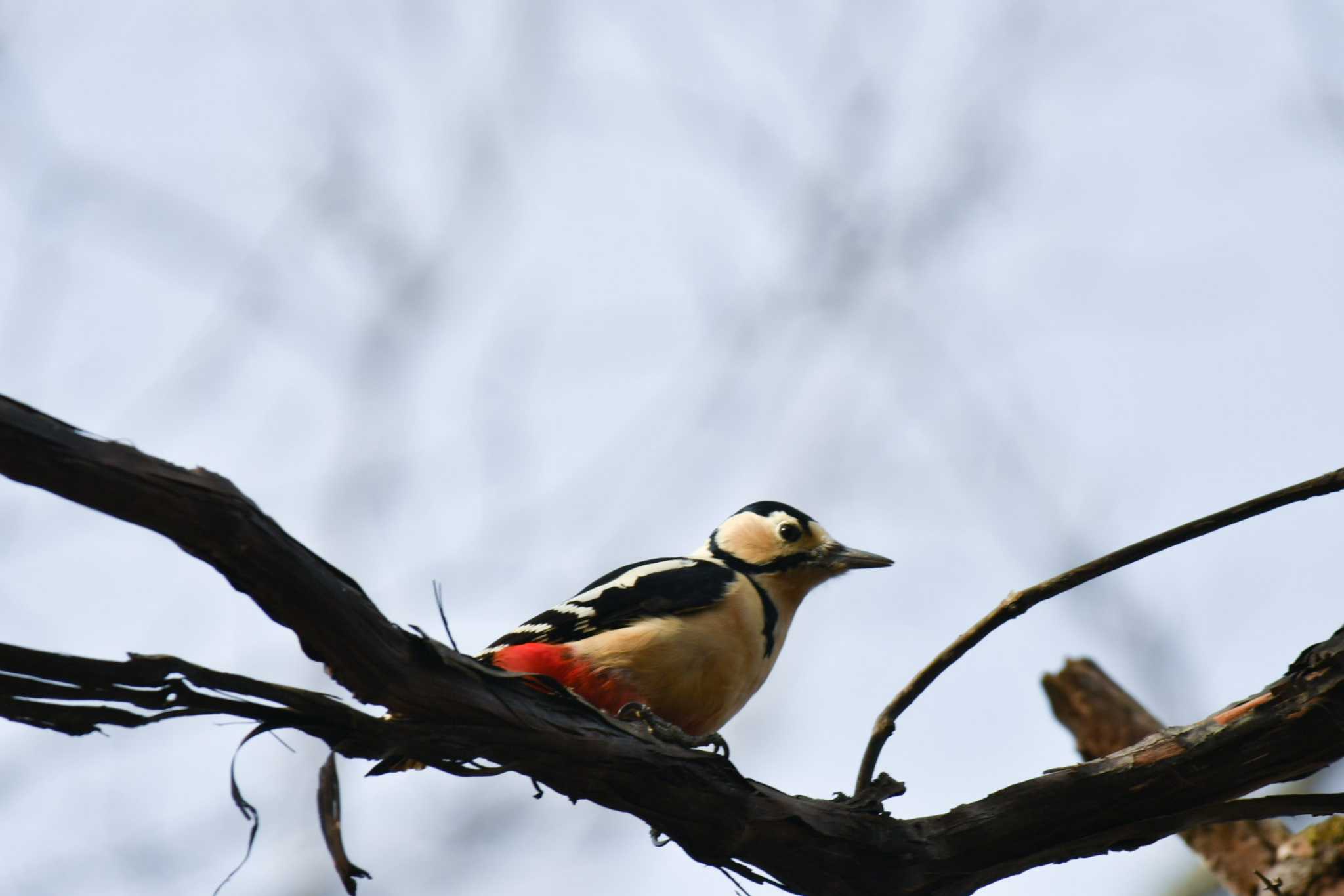 Great Spotted Woodpecker