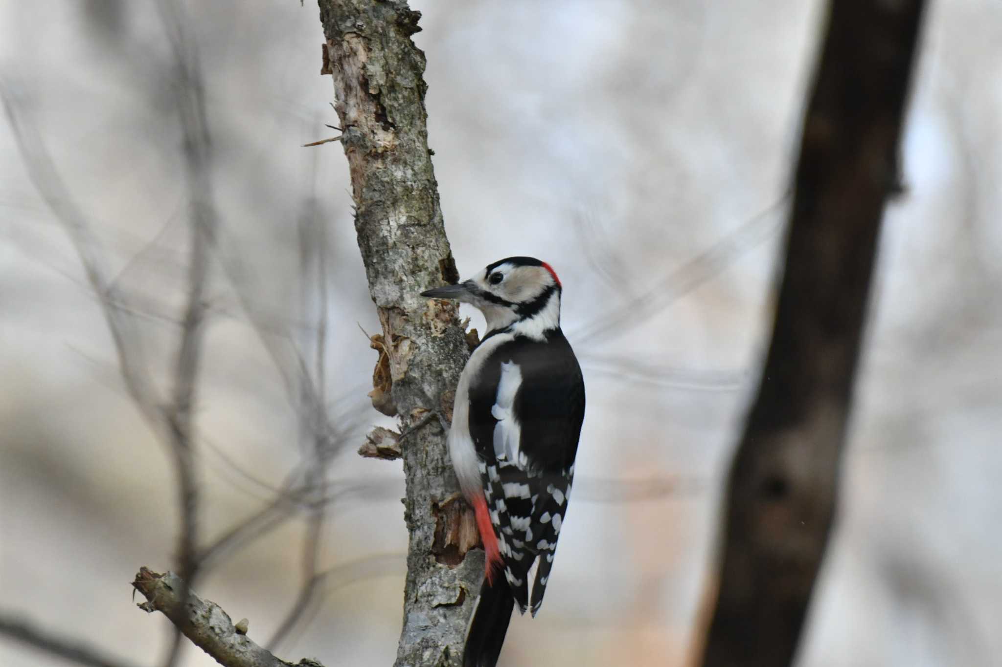 Great Spotted Woodpecker