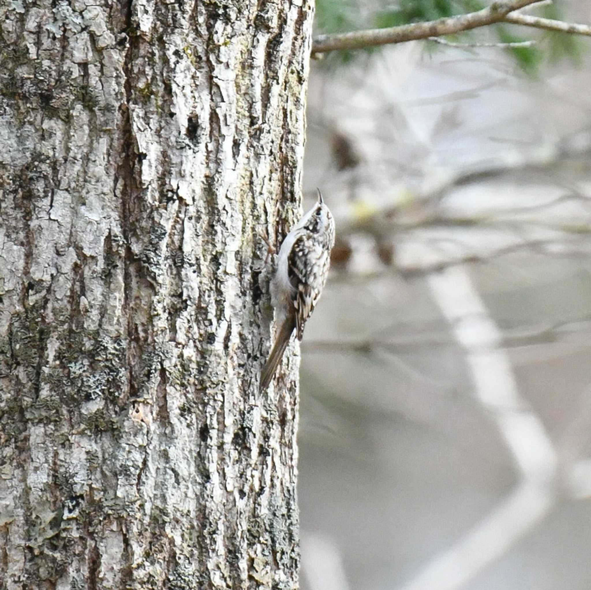 Eurasian Treecreeper