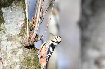 オオアカゲラ 春国岱原生野鳥公園(根室) 2022年11月21日(月)