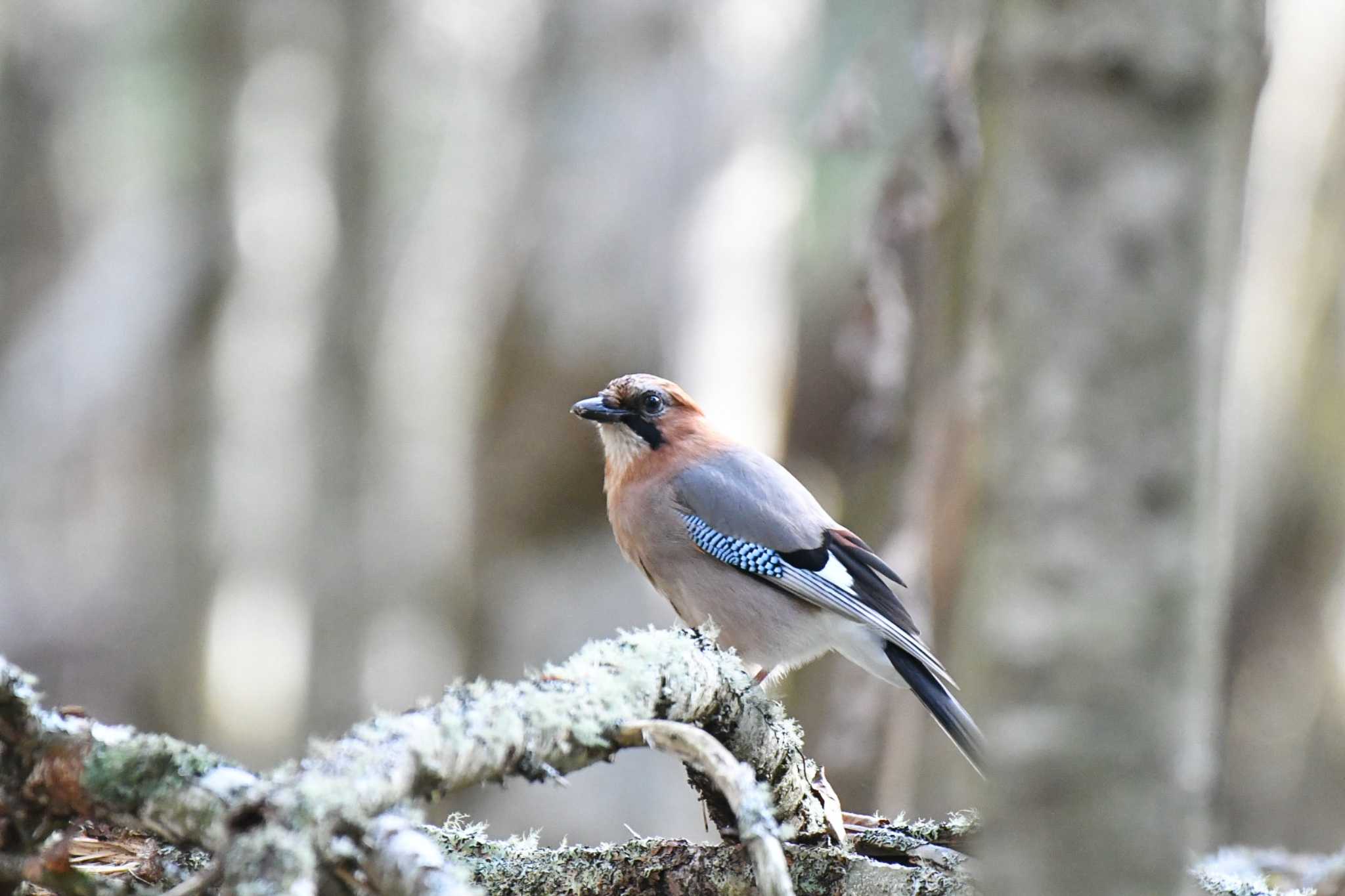 Eurasian Jay(brandtii)