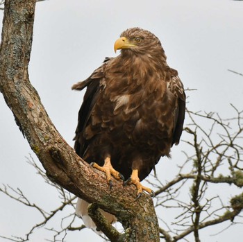 オジロワシ 春国岱原生野鳥公園(根室) 2022年11月21日(月)