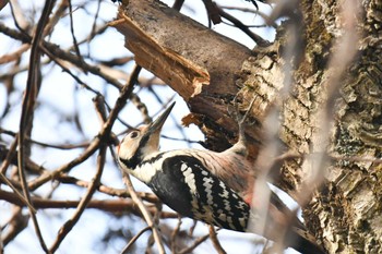 オオアカゲラ 春国岱原生野鳥公園(根室) 2022年11月21日(月)