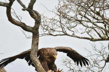 オジロワシ 春国岱原生野鳥公園(根室) 2022年11月21日(月)