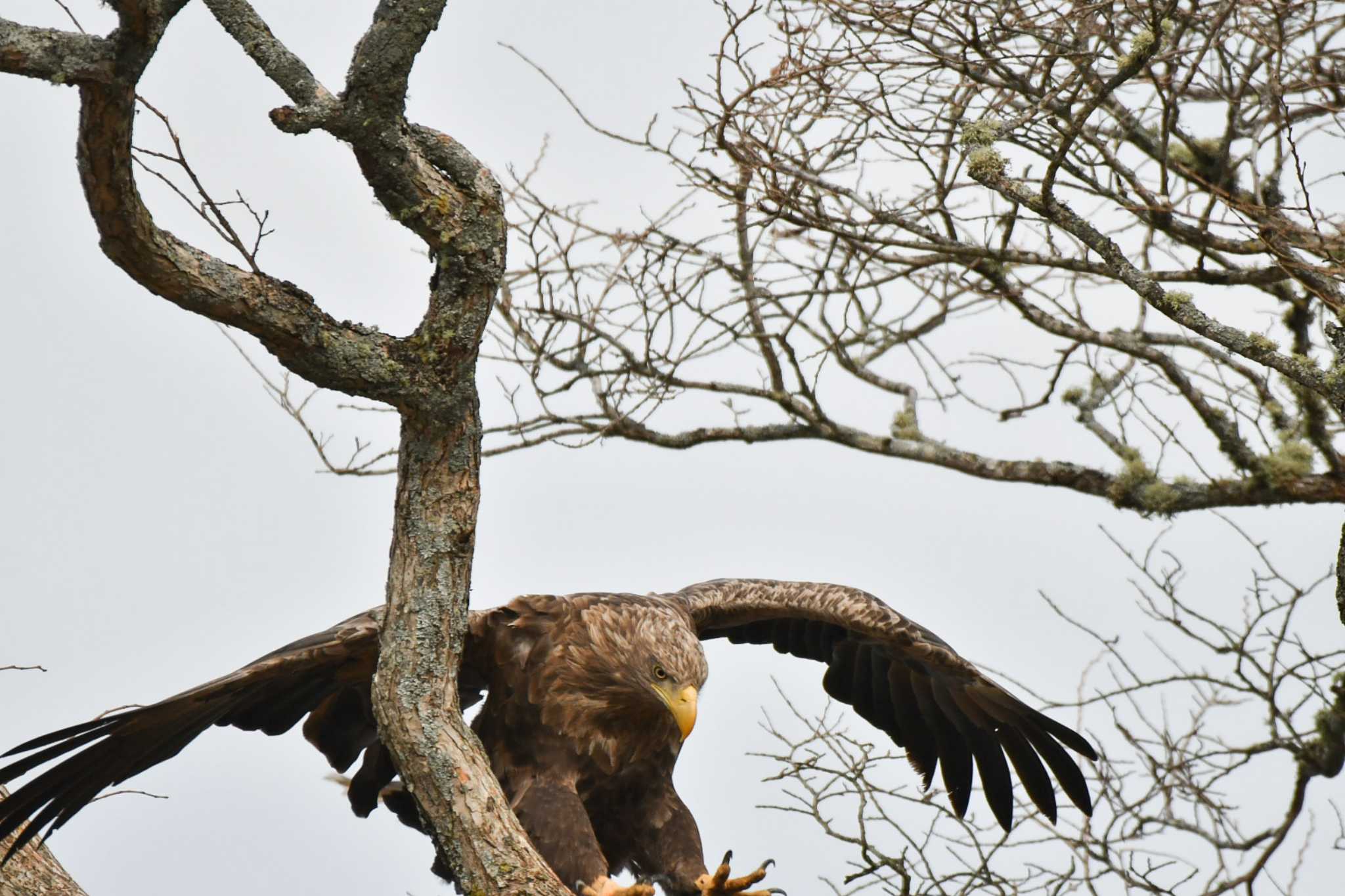 White-tailed Eagle