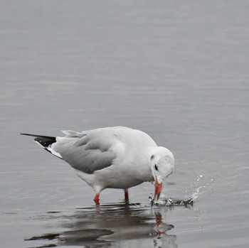 ユリカモメ 春国岱原生野鳥公園(根室) 2022年11月21日(月)