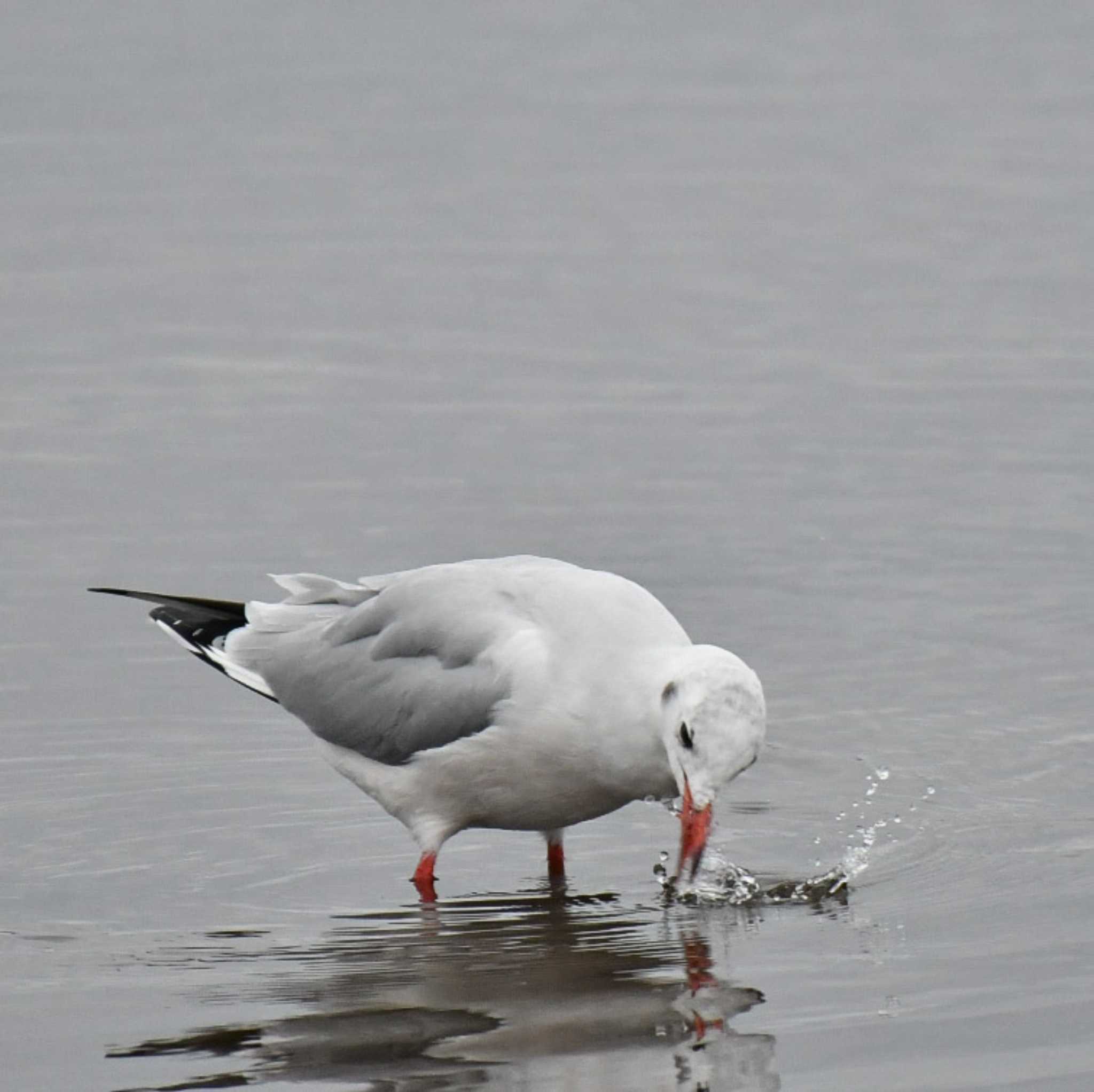 春国岱原生野鳥公園(根室) ユリカモメの写真 by オガワミチ